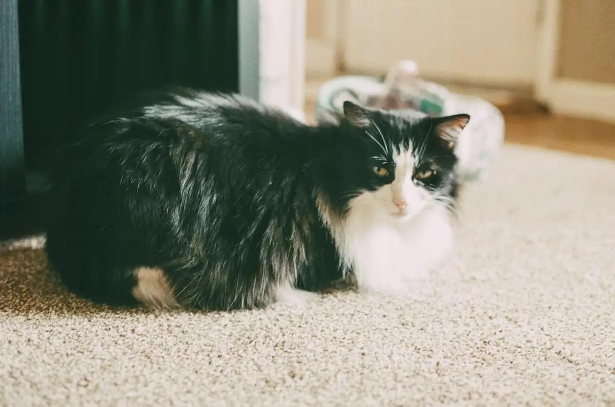 cat-lying-on-carpet.webp